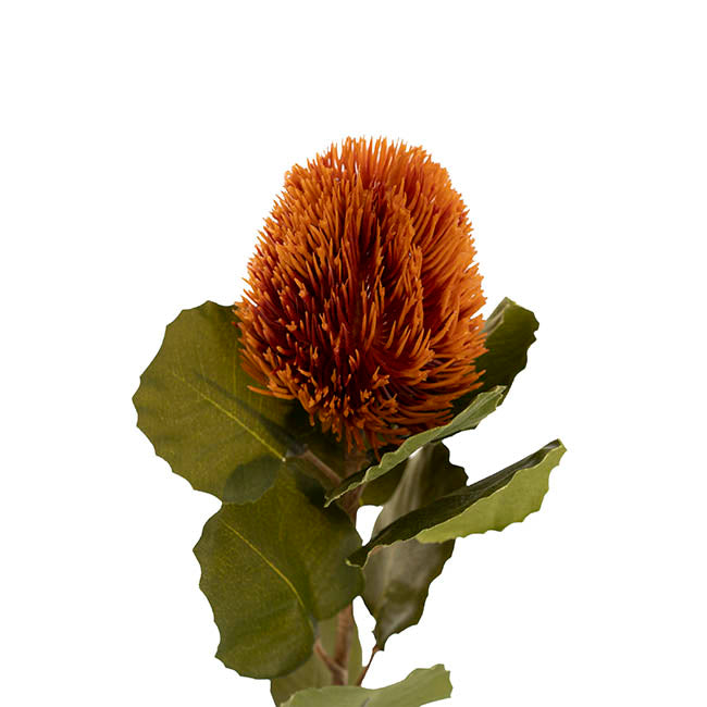 Orange Baxteri Banksia