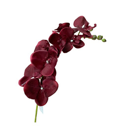 Burgundy Orchid