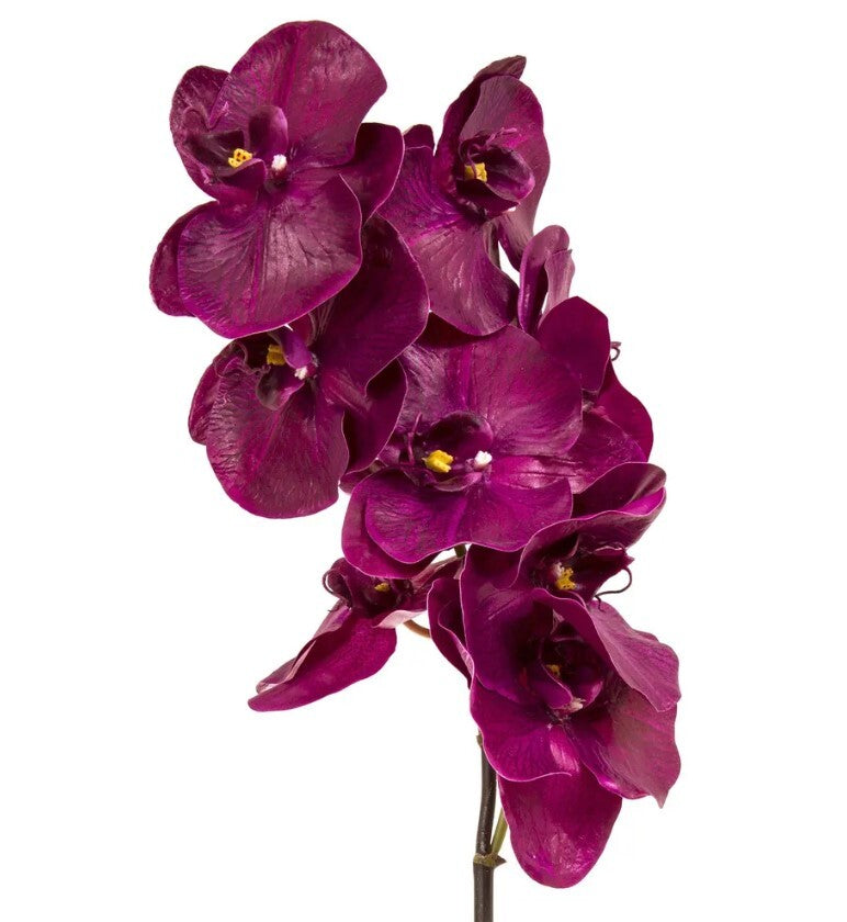 Emporium Orchid
