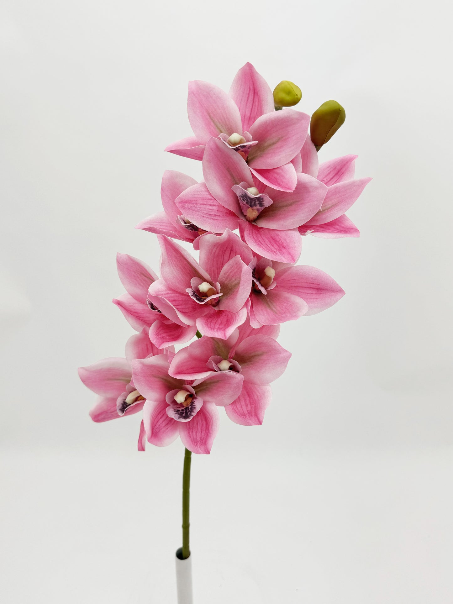 Pink Cymbidium Orchid