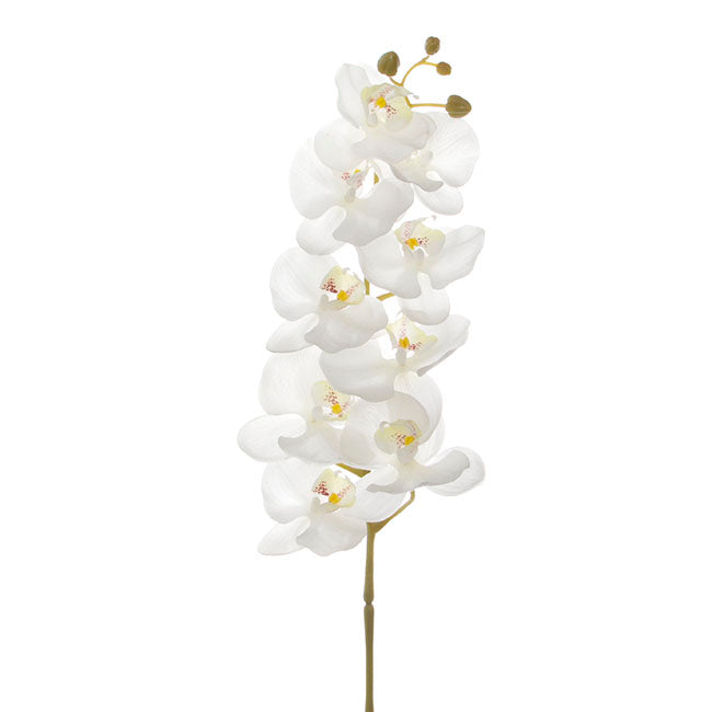 Classic White Orchid