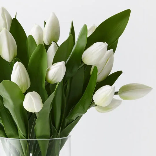 Tulip