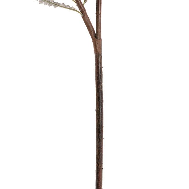 Australian Bottle Brush