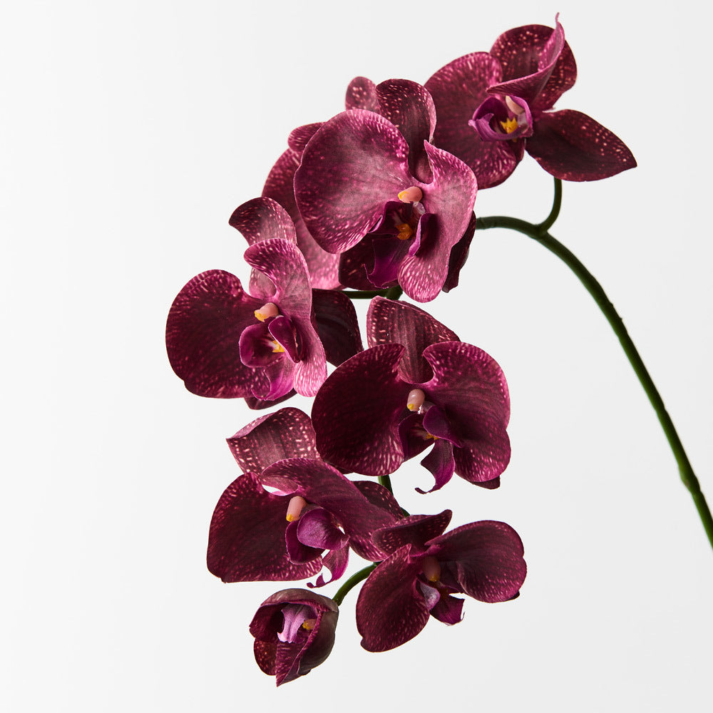 Bloom Orchid