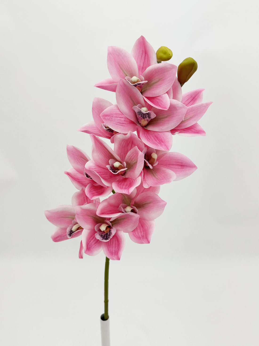 Pink Cymbidium Orchid