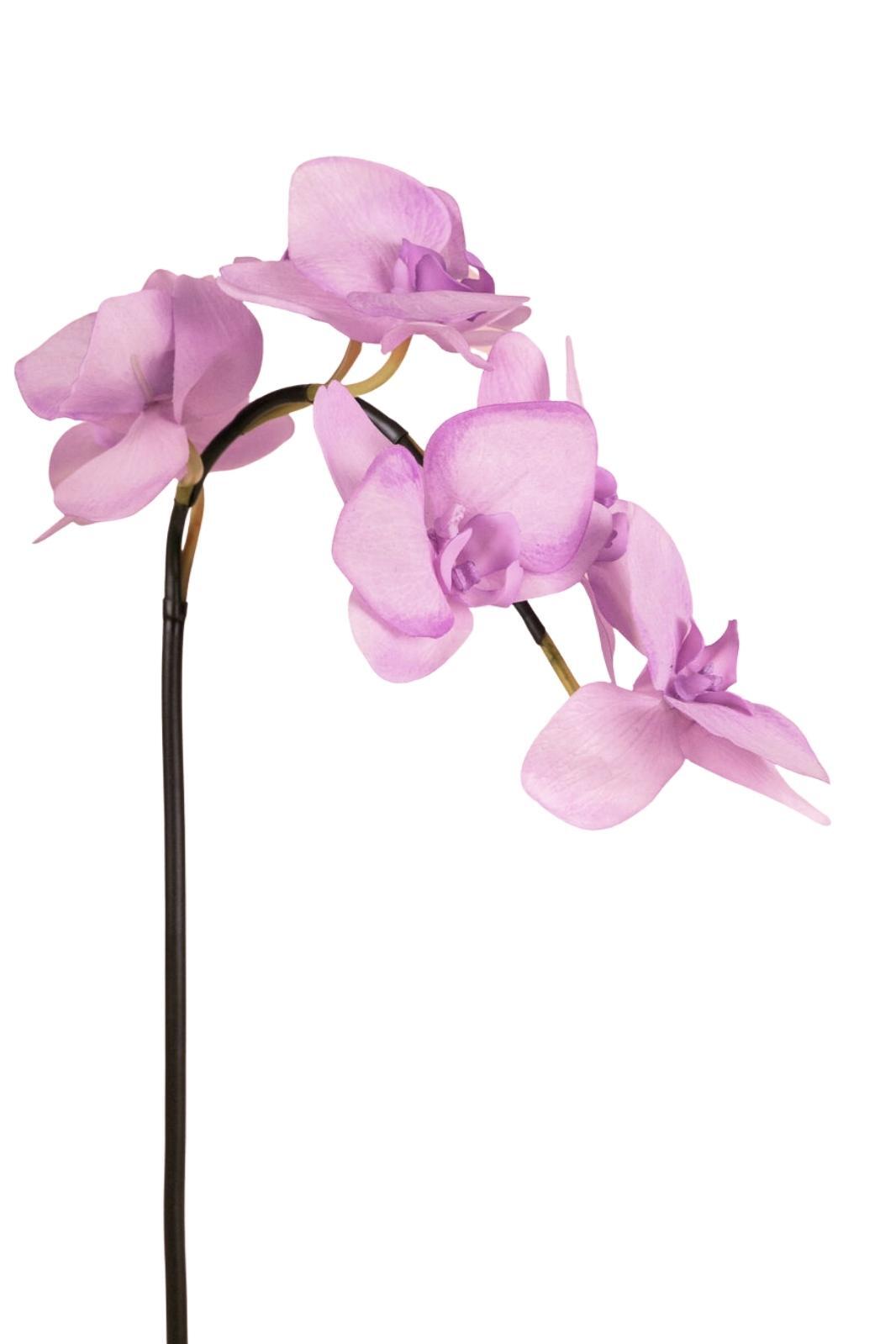 Lilac Orchid