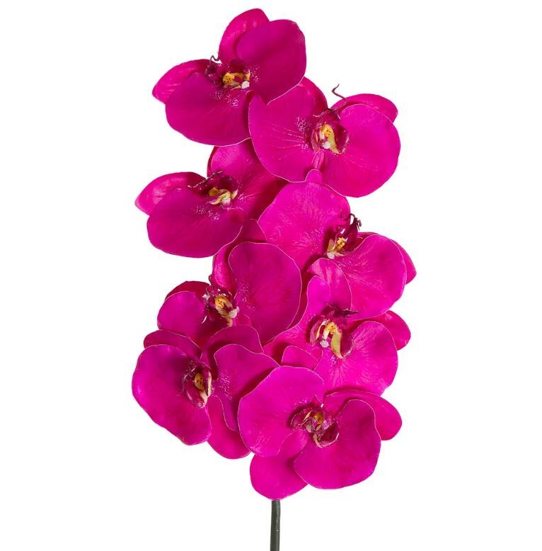 Barbie Orchid