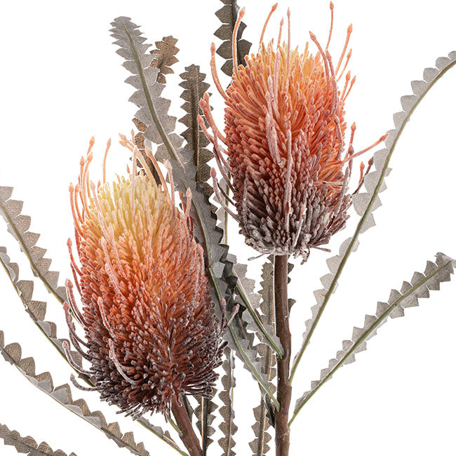 Orange Banksia