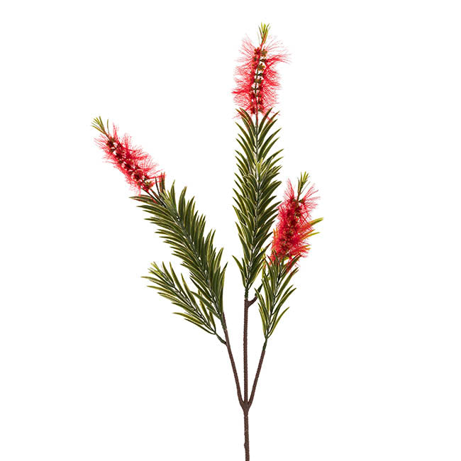 Australian Bottle Brush