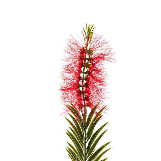 Australian Bottle Brush