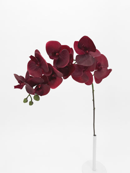 Burgundy Orchid