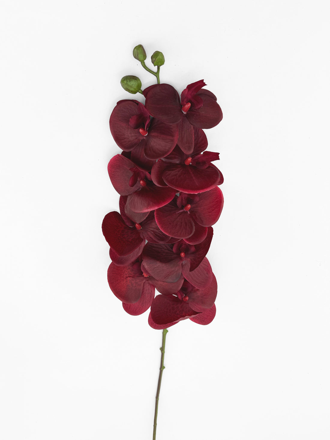 Burgundy Orchid