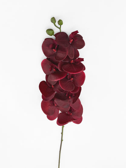 Burgundy Orchid