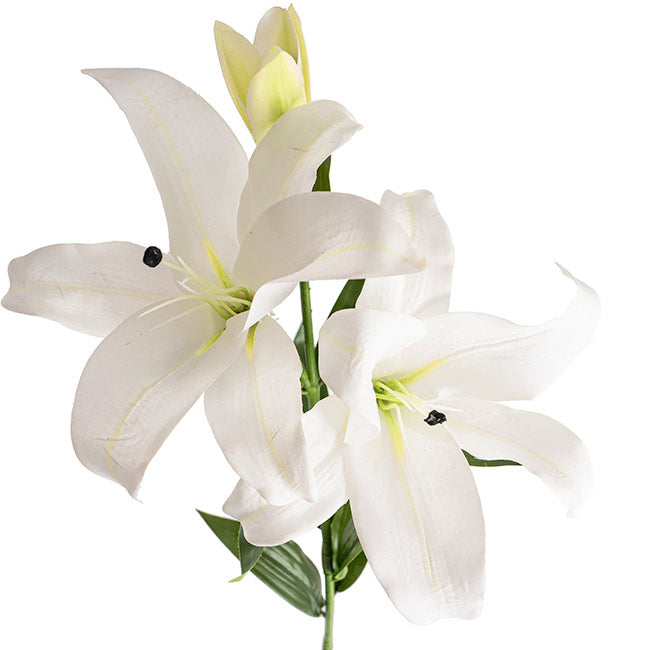 White Lily