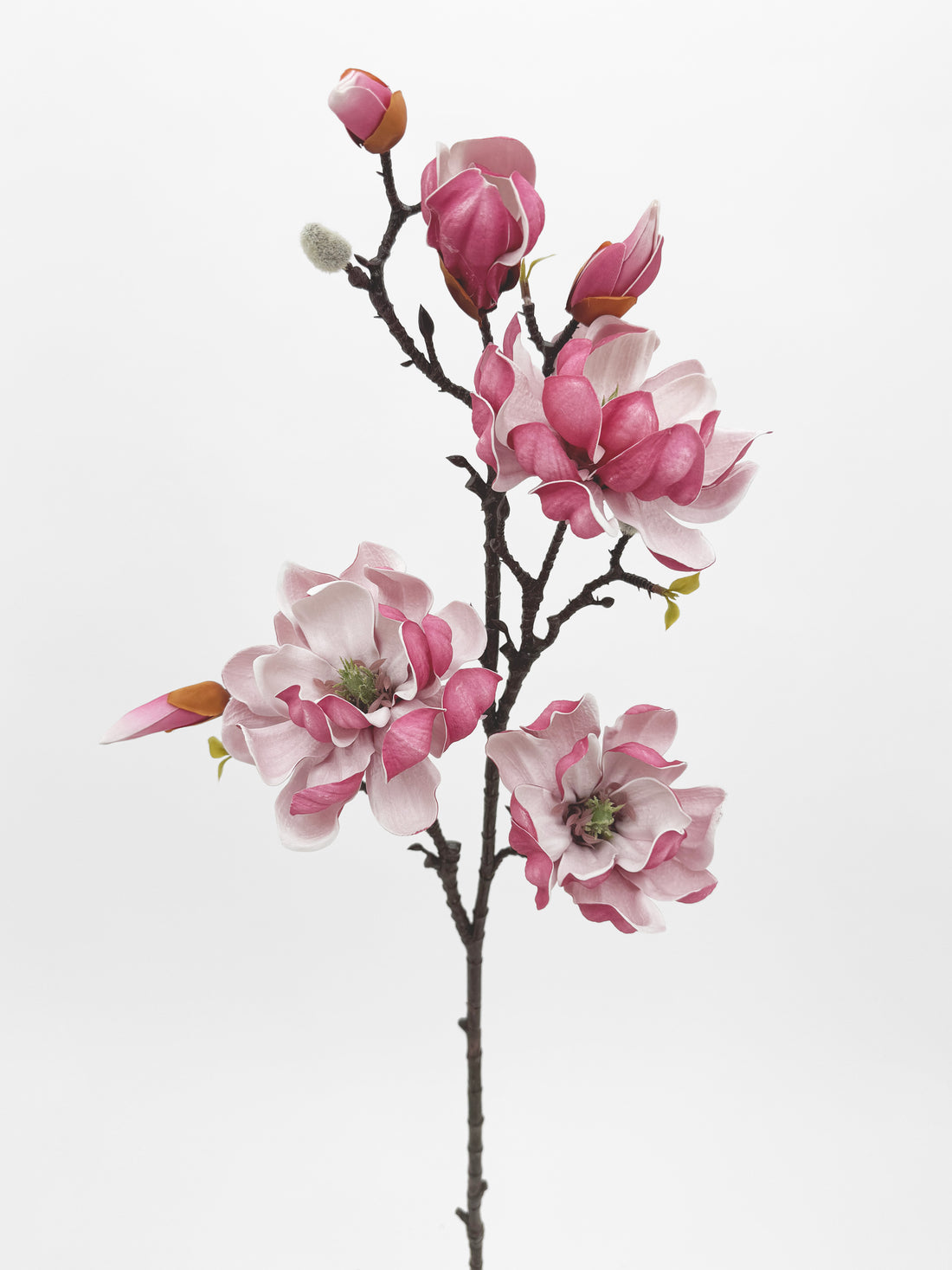 pink magnolia stem