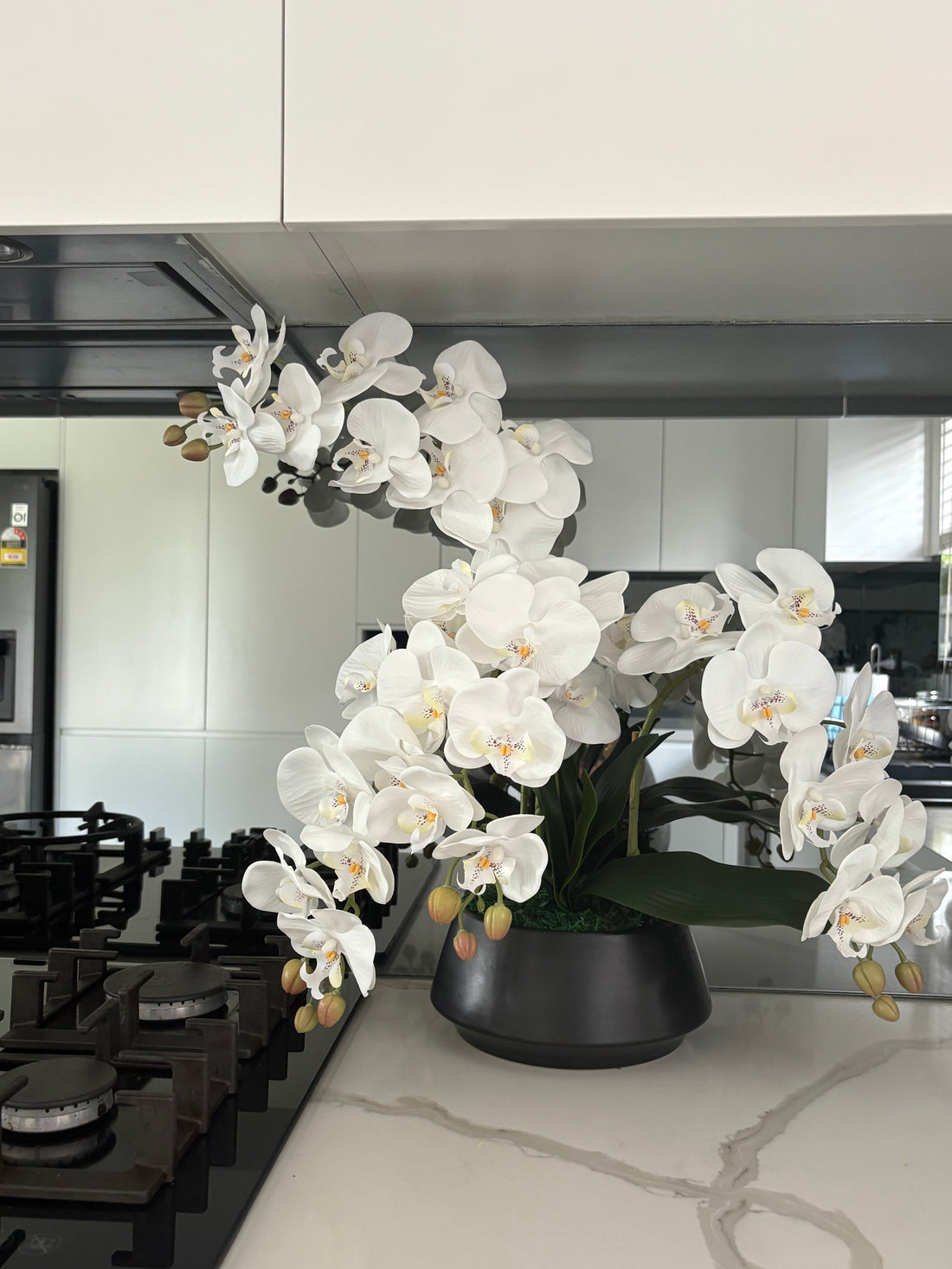 White orchids in a black pot on a kitchen counter