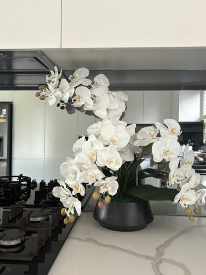 White orchids in a black pot on a kitchen counter