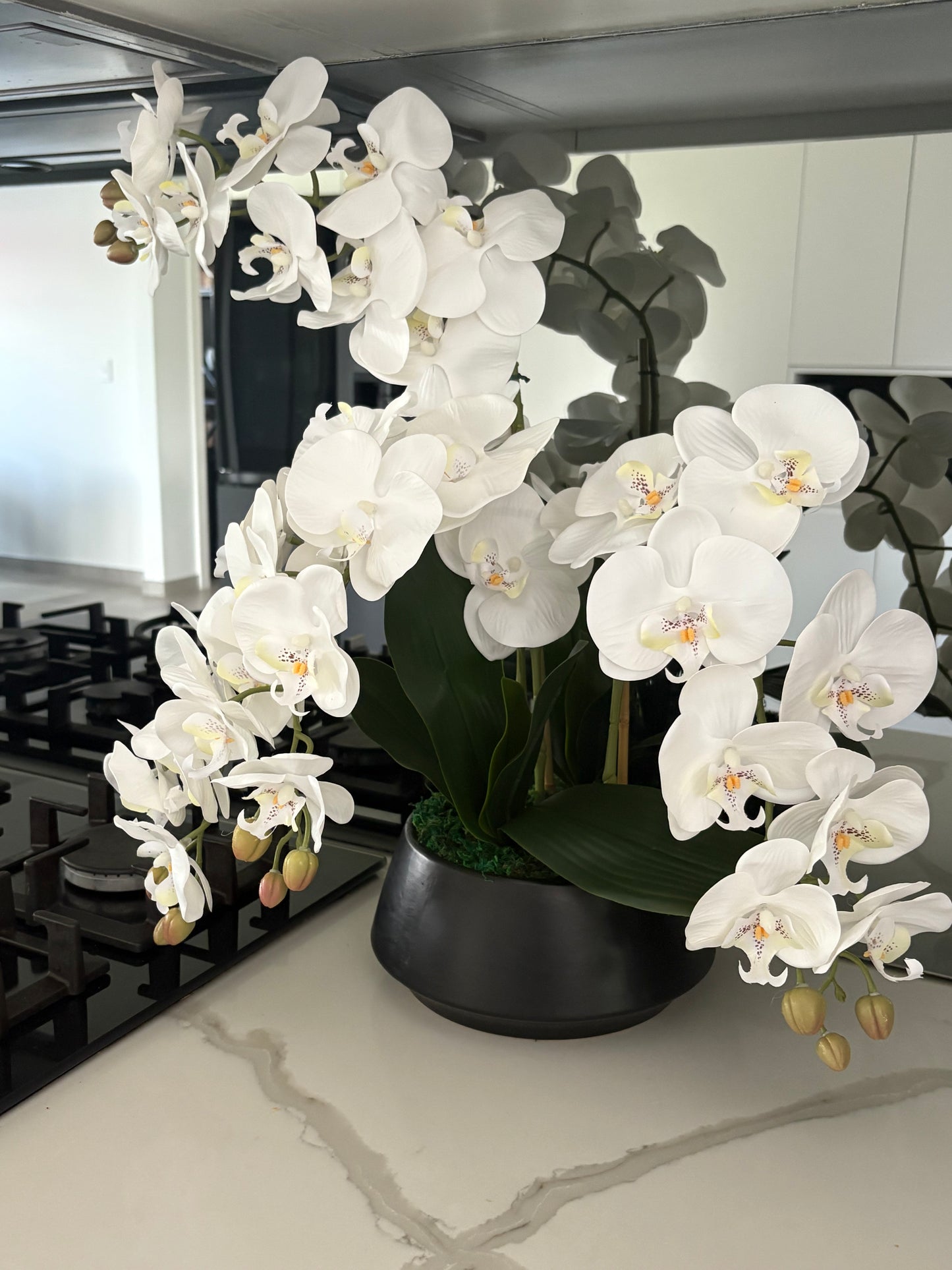 White orchids in a pot on a kitchen counter